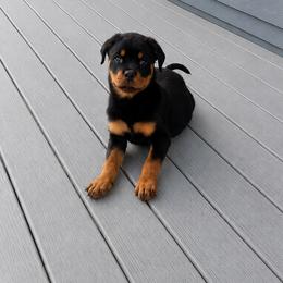 Xena - Black and mahogany female Rottweiler puppy in Parker, Colorado from Denver Rotties