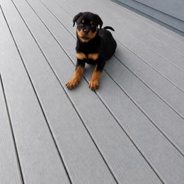 Xena - Black and mahogany female Rottweiler puppy in Parker, Colorado from Denver Rotties