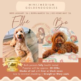 Goldendoodle puppies from Summer Sun Doodles