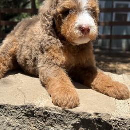 Chai - Chocolate merle female Bernedoodle puppy in Temecula, California from Country Hills Doodles