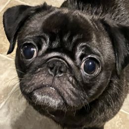 Sassy - Pug