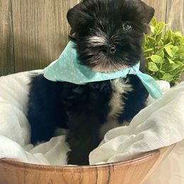 Miniature Schnauzer Puppies from Bar W Schnauzers