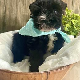 Miniature Schnauzer Puppies from Bar W Schnauzers
