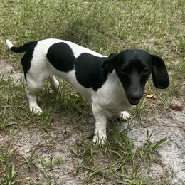 Willow - Dachshund