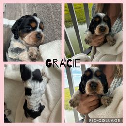 English Springer Spaniel Puppies from Folly Beach English Springer Spaniels