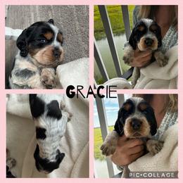 English Springer Spaniel Puppies from Folly Beach English Springer Spaniels