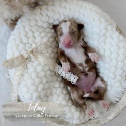 Inlay - Apricot female Goldendoodle puppy in Roanoke Rapids, North Carolina from Sweeter than Honey Doodles
