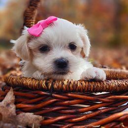Companion Cross, Maltese, and Maltipoo Puppies from Seeking Shalom Acres Maltese, Maltipoos & Havamalts