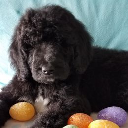 Labradoodle Puppies from Lovey Labradoodles