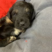 Border Collie and Bordoodle Puppies from Sunrise Kennels