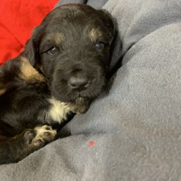 Border Collie and Bordoodle Puppies from Sunrise Kennels