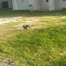 Italian Greyhound Puppies from Fisher Link
