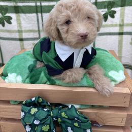 Malone - Apricot male Goldendoodle puppy in Rising Sun, Indiana from Ruby Lane Doodles