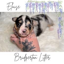Eloise - Blue merle and white female American Corgi puppy in Greenwood, Indiana from Witch Creek Corgis