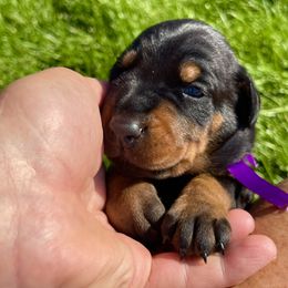 Girl 2 - female Doberman Pinscher puppy in Cheney, Washington from European Dobermans by Diana