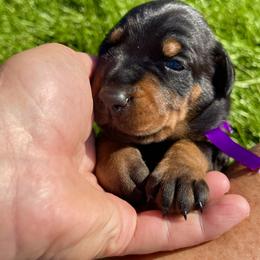 Girl 2 - female Doberman Pinscher puppy in Cheney, Washington from European Dobermans by Diana