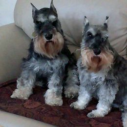 Miniature Schnauzer All Grown Up from Crown Point Miniature Schnauzers