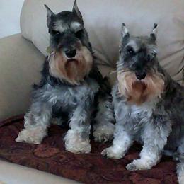 Miniature Schnauzer All Grown Up from Crown Point Miniature Schnauzers