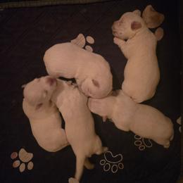 Small girl - White female West Highland White Terrier puppy in Calera, Alabama from Debra's Pups