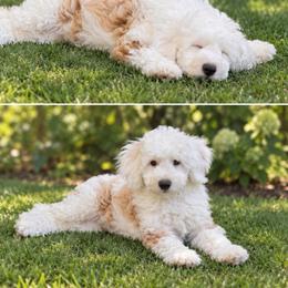 Sawyer - Apricot male Aussiedoodle puppy in Byron, Georgia from Southern Olive Doodles 🫒