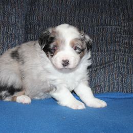 Flurry - full tail - Blue merle male Miniature American Shepherd puppy in Hillsdale, Michigan from Faithwalk Aussies and Mini American Shepherds