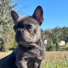 Benny - Blue male French Bulldog puppy in Salisbury, Maryland from 77 Frenchies Maryland