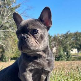 Benny - Blue male French Bulldog puppy in Salisbury, Maryland from 77 Frenchies Maryland