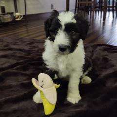 Bordoodle Puppies from Brisby Bordoodles