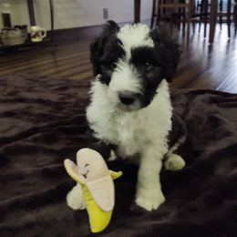 Bordoodle Puppies from Brisby Bordoodles