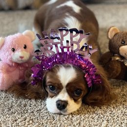Liberty - Cavalier King Charles Spaniel