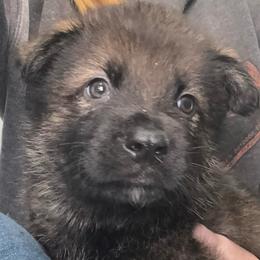 Donner (grey collar) - Sable male German Shepherd puppy in Canterbury, Connecticut from Nachtwaechter German Shepherds, LLC