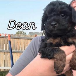 Dean (White collar boy) - Phantom male Poodle puppy in Eagle Mountain, Utah from Liberty Farms Puppies