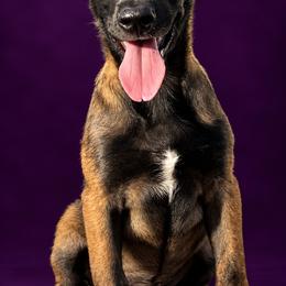 Yellow - Fawn sable female Belgian Malinois puppy in Ellerbe, North Carolina from Grand Prix Kennel
