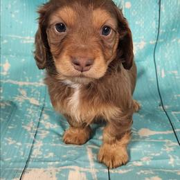 Cadbury (blue collar) - Chocolate and tan male Dachshund puppy in Anaconda, Montana from Williams Family Dachshunds