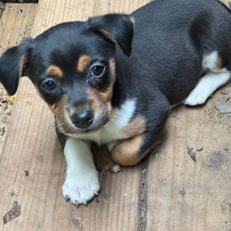Astro - Black and white male Teddy Roosevelt Terrier puppy in Cumming, Georgia from Barnett’s Rambling Terriers
