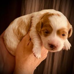 Dasher - Blenheim male Cavapoo puppy in Bradenton, Florida from Christianna’s Mini Goldendoodles