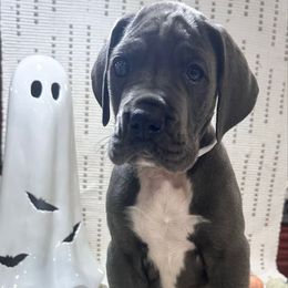 Dango - Blue and white male Great Dane puppy in Liberty, New York from Catskills Greatest Danes