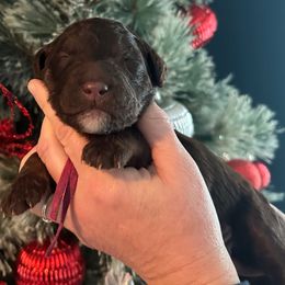 Caroline - Phantom female Goldendoodle puppy in Prosperity, Pennsylvania from Stelladoodles & Company