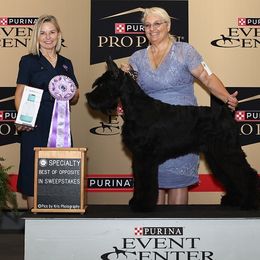 Giant Schnauzers from Liberty Giant Schnauzers