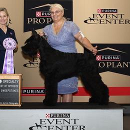 Giant Schnauzers from Liberty Giant Schnauzers