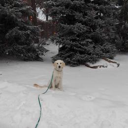 Golden Retriever Puppies from Danielle Kemper