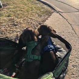 Dachshund Puppies from Ashton’s Doxies of Southern IL