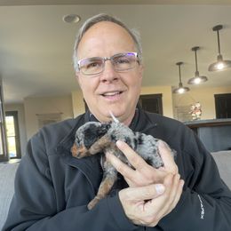 Aussiedoodle Puppies from Red Bud Beautiful Doodles