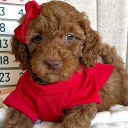 Goldendoodles from Doodlesbyhoney