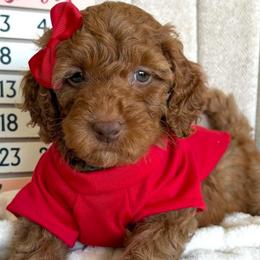 Goldendoodles from Doodlesbyhoney