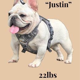 Justin - French Bulldog