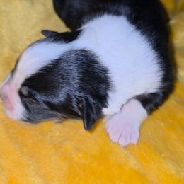 Tyler - Black tri-color male Australian Shepherd puppy in Leonard, Texas from Tin Roof Aussies