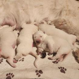Dumbo - White male German Shepherd puppy in Fort Jennings, Ohio from Von Holtzapple German shepherds