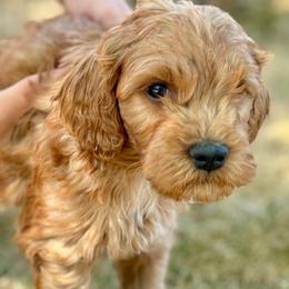 Cam - Apricot male Goldendoodle puppy in Larimer County, Colorado from Puppy Love Doodles