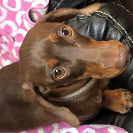 Cameo - Dachshund